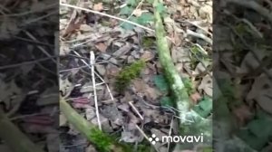 Поиск лосиных рогов