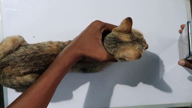 we tested FACE ID on a CAT смотреть онлайн