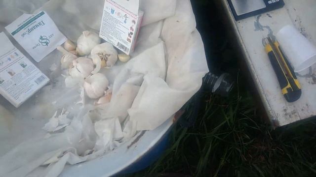 Обработка чеснока перед посадкой под зиму смотреть онлайн