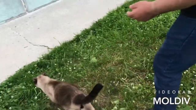 ВЛОГ: ПОКУПКА В ФИКС ПРАЙСЕ// ШОППИНГ В MOHITO И LOVE REPABLIC смотреть онлайн