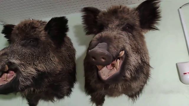 Голова кабана по грудь смотреть онлайн