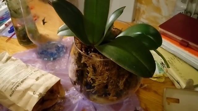 Групповая посадка орхидей. смотреть онлайн