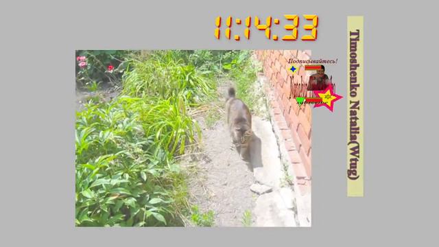 #communication with #music Timoshenko Natalia(Wtug) Live общение под музыку (124) смотреть онлайн