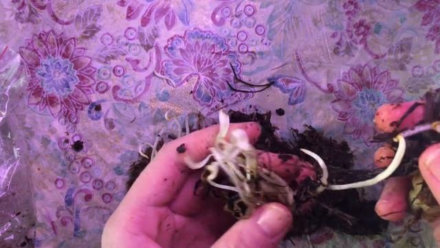 Венерина мухоловка после зимней спячки (часть 1) смотреть онлайн