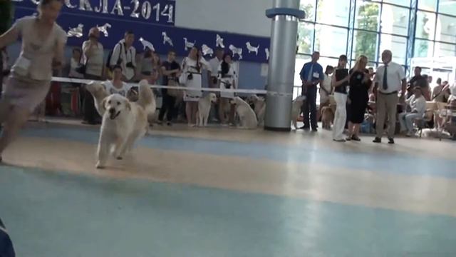 Выставка Полтава CACIB 06 07 2014 смотреть онлайн