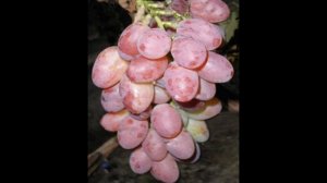 ВИНОГРАД ГУРМАН РАННИЙ- ХАРАКТЕРИСТИКА