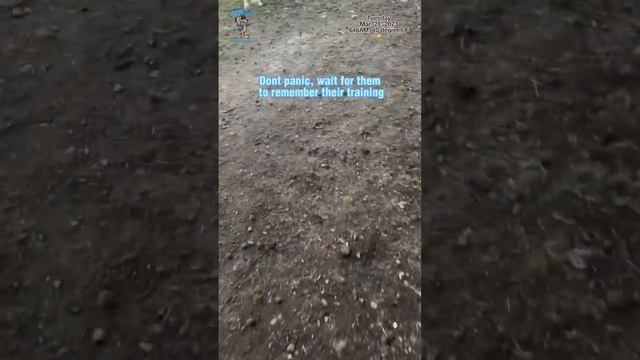 Day 457 in a row dog training смотреть онлайн