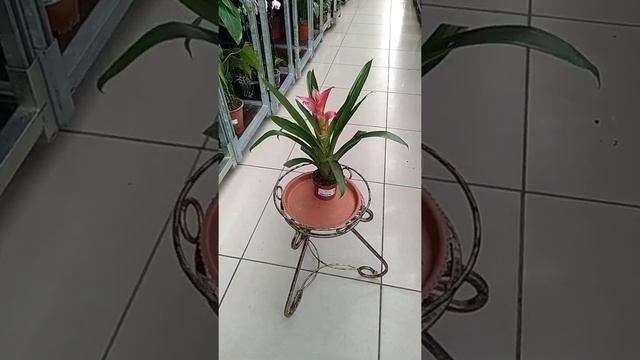 Комнатный цветок "Гузмания" смотреть онлайн