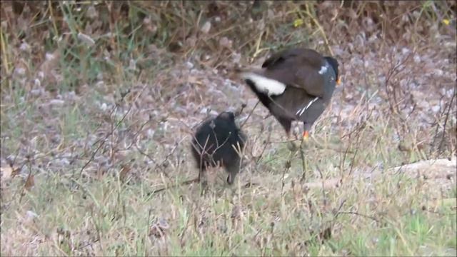 2016 27 06 ОТ ДОБРА ДОБРА НЕ ИЩУТ смотреть онлайн