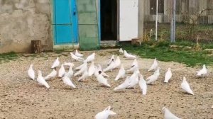 Бакинские голуби Бакинца Юрия в Ставропольской крае!