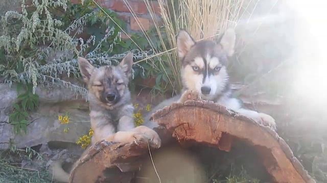 Помски мини - Вива и Рыся, Pomsky puppy. Spitz size, up to 4 kg. смотреть онлайн