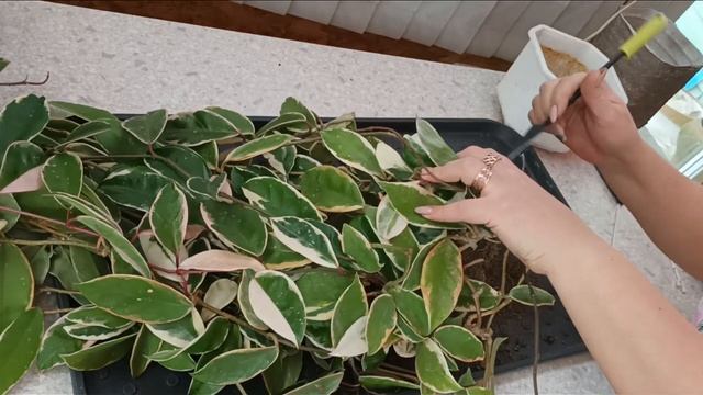 Пересадка очень старой хойи Карноза Кримсон Квин, ? хойи- бабушки ?