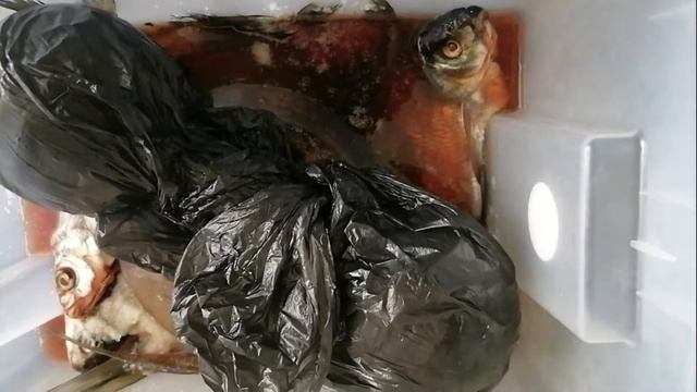 ВЯЛЮ ЛЕЩЕЙ НА БАЛКОНЕ !!! ПОЛУЧАЕТСЯ ОЧЕНЬ ВКУСНО! В МАГАЗИН ЗА ВЯЛЕНОЙ РЫБОЙ БОЛЬШЕ НЕ ПОЙДУ! смотреть онлайн