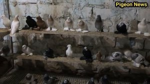 ПРОВАЛ в Голубевостве при спаривание голубеи