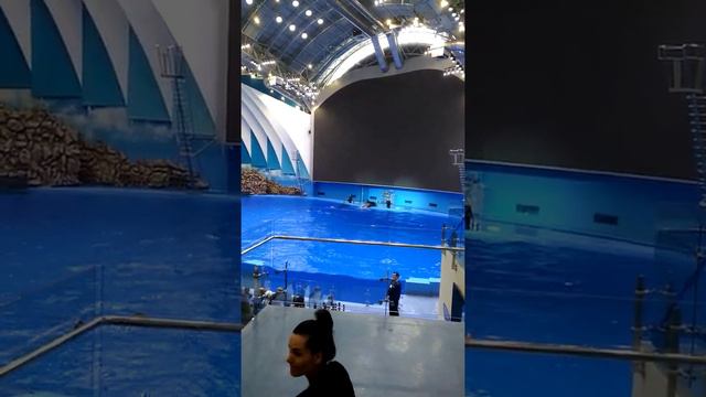 Шоу Дельфинов Москвариум смотреть онлайн