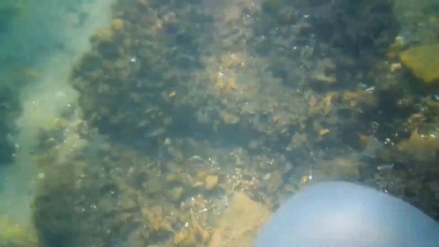 Ловля больших крабов и мидии в Средиземное море и пригатовиль их смотреть онлайн