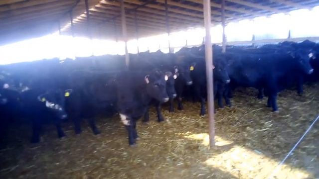 Обучение Ангуса электропастуху. смотреть онлайн