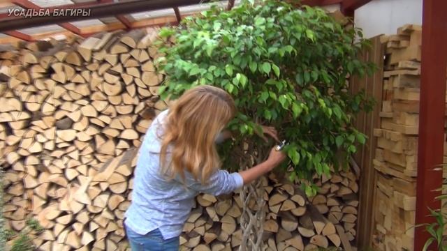 Заносим комнатные цветы домой смотреть онлайн