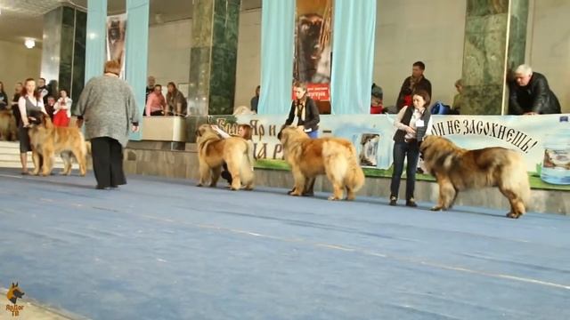 Леонбергер (Leonberger), рассказ о породе. Монопородная выставка в Ярославле 2018 г. смотреть онлайн