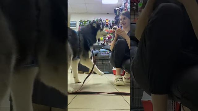 Девочки всегда красивые 🎀 #grooming