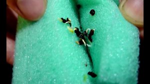 Вот так способы! Прорастут даже мертвые и старые семена! Как прорастить семена?