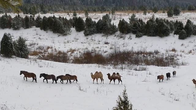 Вятские лошади и Верблюды в Удмуртии(25.11 2022) смотреть онлайн