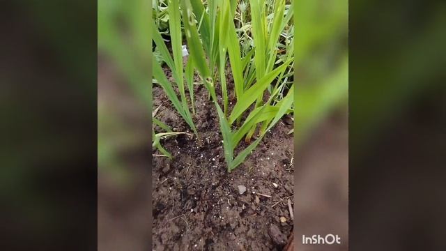 Посадка деток гладиолусов. Как вырастить быстро большую луковицу из детки гладиолусов за один сезон смотреть онлайн