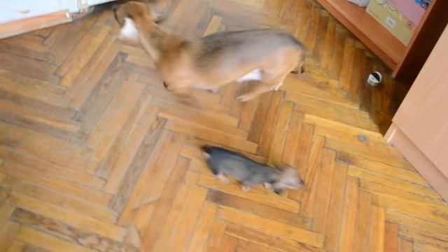 щенки таксы смотреть онлайн