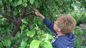 «Вар Сад Пчелка» - инструкция по применению