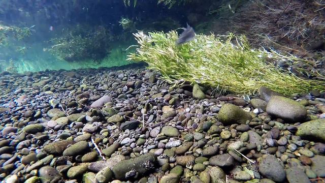 Chinook Salmon Smolt Migration Canterbury NewZealand смотреть онлайн