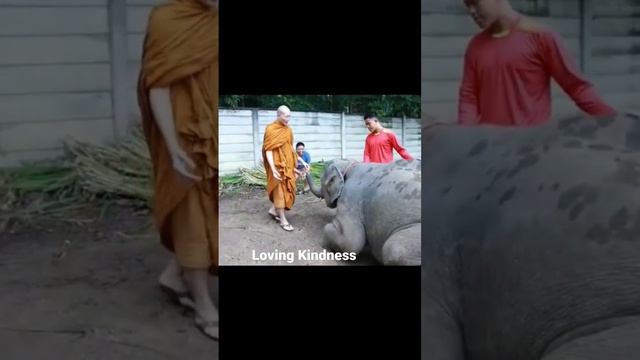 The Gautam Buddha | Buddhism | Loving Kindness | Buddhist