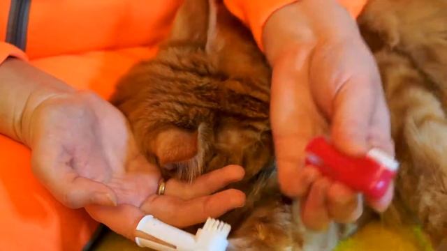 Чистка зубов коту смотреть онлайн