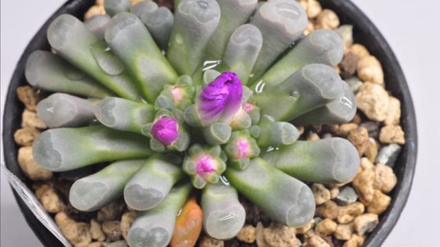 🌸 Frithia Pulchra: A Timelapse Bloom смотреть онлайн