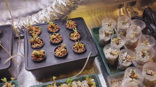 Гидропоника своими руками