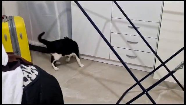 Бегаем за своим хвостом смотреть онлайн