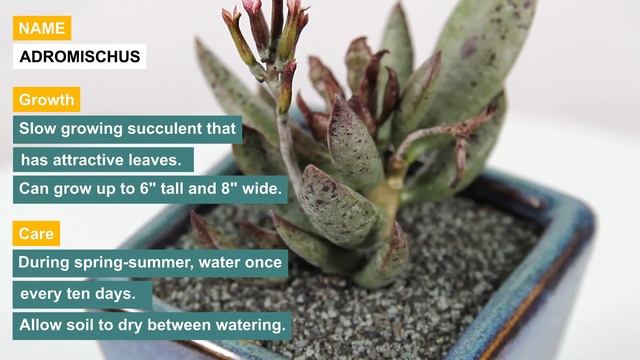 Adromischus смотреть онлайн