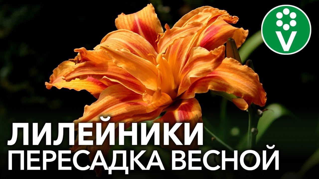 НЕ ПОДКАРМЛИВАЙТЕ ЛИЛЕЙНИКИ при пересадке! Правила успешного размножения и деления лилейников весной смотреть онлайн