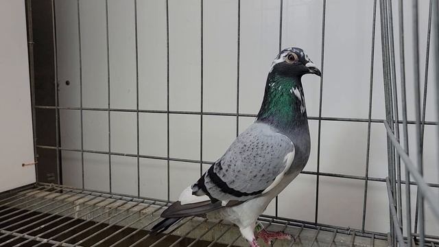 安順鴿園-議價鴿NO.17-23-777553灰點白羽♂ смотреть онлайн