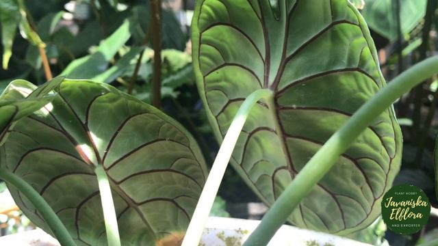🪴ALOCASIA BAGINDA🪴 | Plant Identification | #alocasiabaginda #alocasia