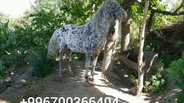 Аппалуза. Appaloosa смотреть онлайн