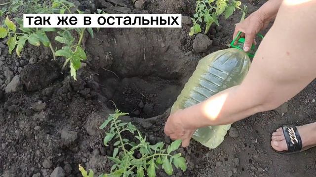 5-литровая бутылка с водой. Бесплатный капельный полив - всё гениально и просто смотреть онлайн