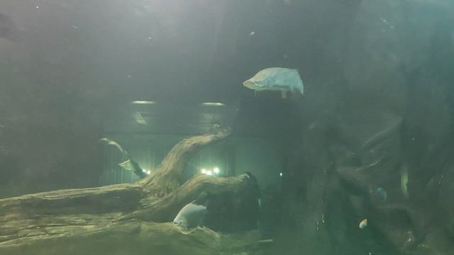 РУСАЛКА / русалка с любовью / the little mermaid / русалка с сердечком смотреть онлайн