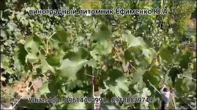 мои саженцы винограда ( школка) смотреть онлайн