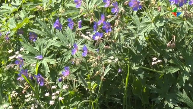 На улице Гоголя специалисты компании «РТС» приступили к замене участка старого трубопровода смотреть онлайн