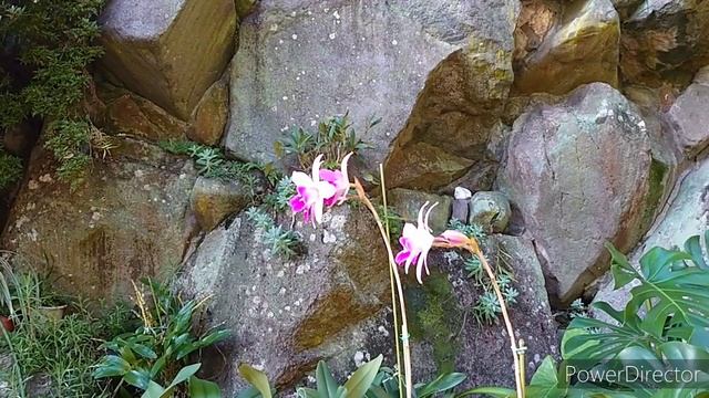 Laelia Anceps 'Irwin's