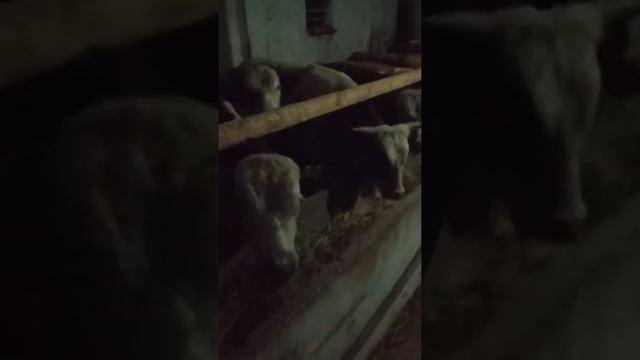 Быки Казахская-Белоголовая, 60 голов. Продажа на экспорт. смотреть онлайн