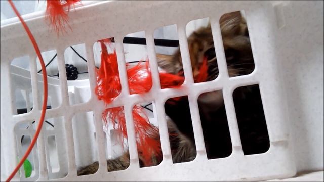 Как выбрать котенка для семьи, наша история. смотреть онлайн