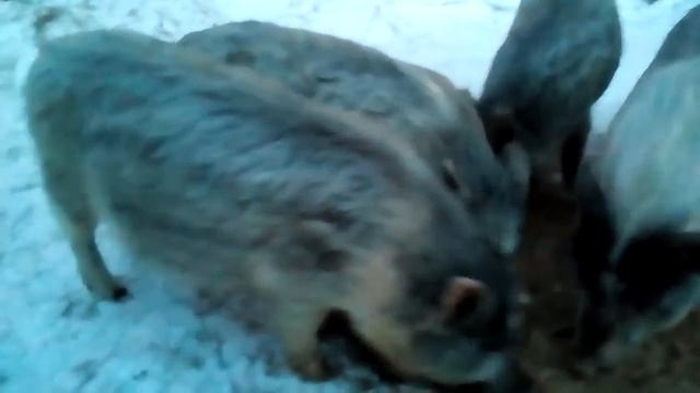 Поросята кармалы, знакомство смотреть онлайн