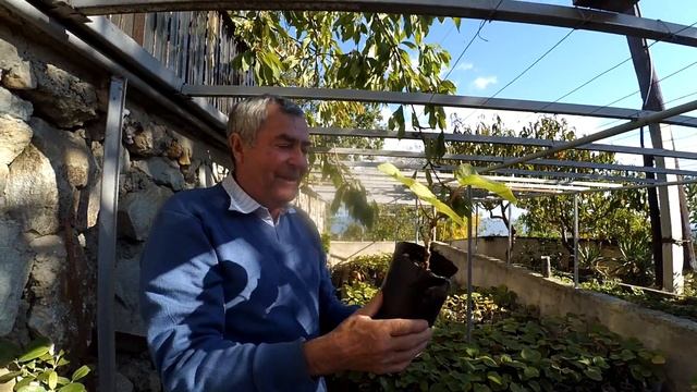 КАК РАСТУТ КИВИ В ЯЛТЕ / САЖЕНЦЫ КИВИ / САДОВОДСТВО / КРЫМ-ТРАВА смотреть онлайн