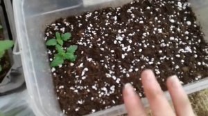 Вербена отА до Я уход выращивание черенкования!